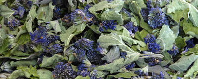 Agastache fenouil